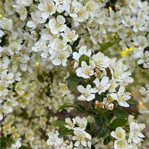 Meet your Posher, Isabella